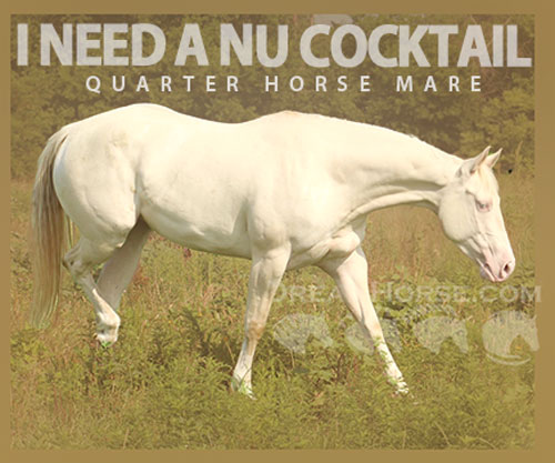 Horse ID: 2302909 I NEED A NU COCKTAIL