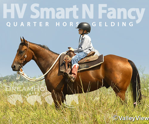Horse ID: 2302910 HV Smart N Fancy