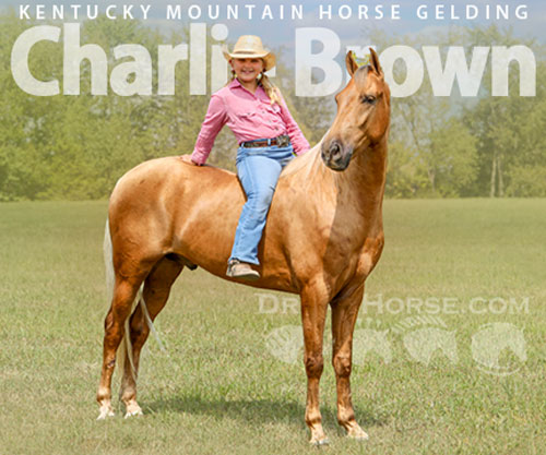 Horse ID: 2302912 Charlie Brown