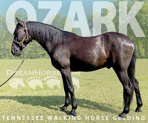 Horse ID: 2302914 Ozark