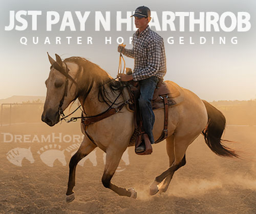 Horse ID: 2302919 JST PAY N HEARTHROB