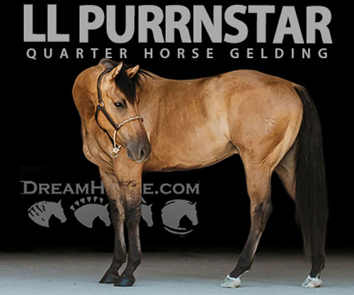 Horse ID: 2302931 LL PURRNSTAR