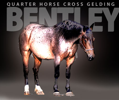 Horse ID: 2302933 Bentley