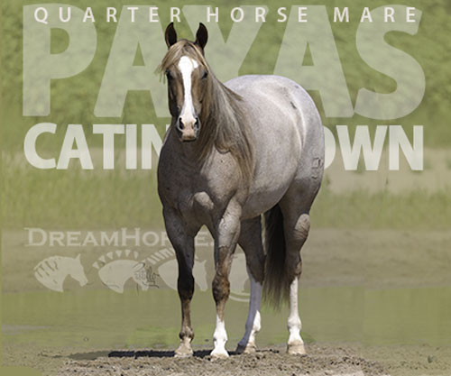 Horse ID: 2302935 PAYASO CATINSELTOWN
