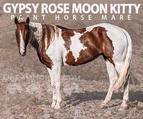 Horse ID: 2302937 GYPSY ROSE MOON KITTY