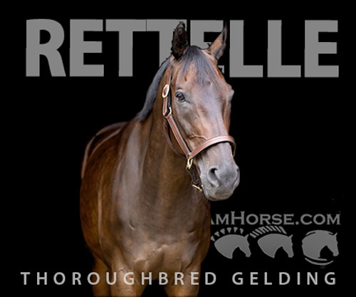 Horse ID: 2302951 Rettelle