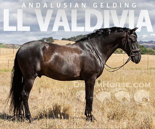 Horse ID: 2302957 LL Valdivia