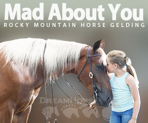 Horse ID: 2303000 Mad About You