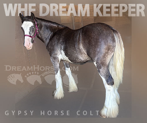 Horse ID: 2303057 WHF Dream Keeper