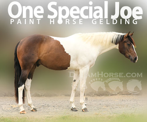 Horse ID: 2303093 One Special Joe