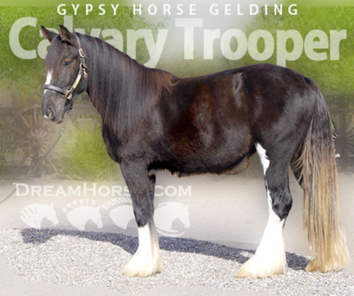 Horse ID: 2303104 Calvary Trooper