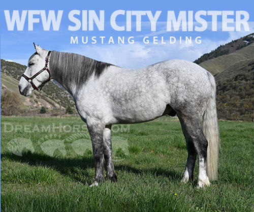 Horse ID: 2303124 WFR Sin City Mister