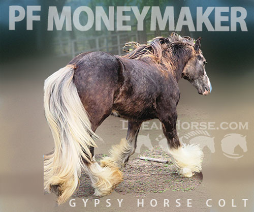 Horse ID: 2303173 PF MONEYMAKER