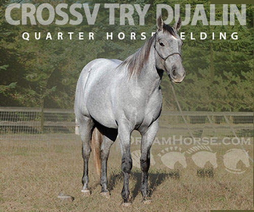 Horse ID: 2303174 CROSSV TRY DUALIN