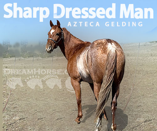 Horse ID: 2303208 Sharp Dressed Man