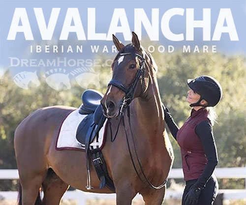 Horse ID: 2303294 Avalancha