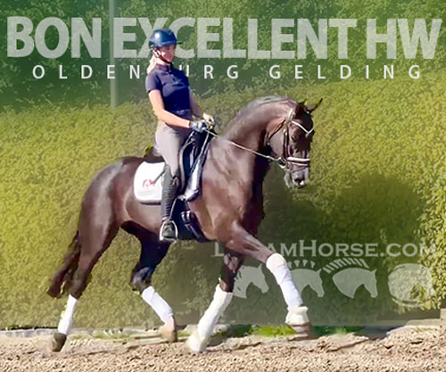 Horse ID: 2303335 Bon Excellent HW