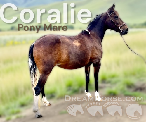 Horse ID: 2303419 Coralie