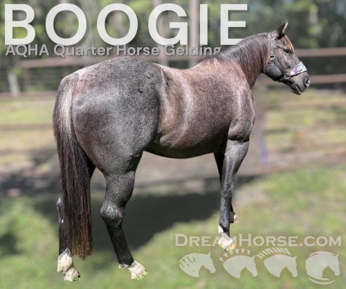 Horse ID: 2303462 Boogie