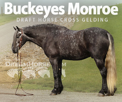 Horse ID: 2303486 Buckeyes Monroe