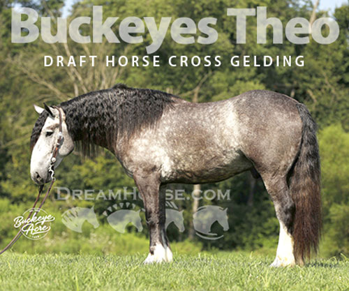 Horse ID: 2303487 Buckeyes Theo