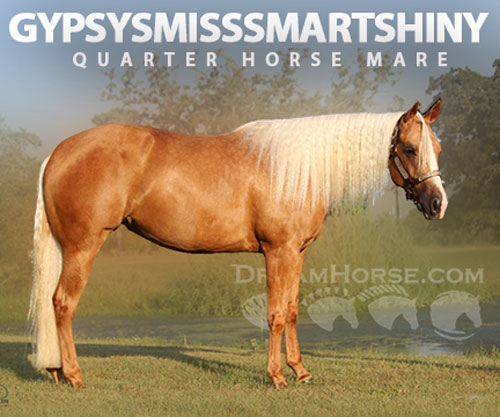Horse ID: 2303579 GYPSYSMISSSMARTSHINY