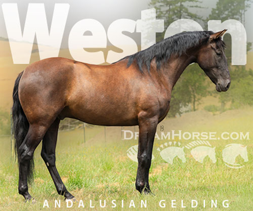 Horse ID: 2303624 Weston