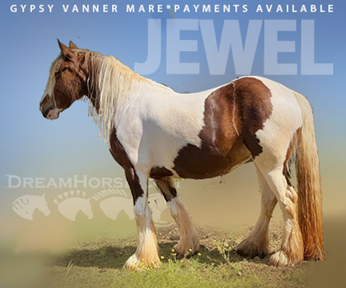 Horse ID: 2303698 Gypsy Vanner mare payments available