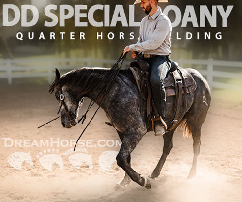 Horse ID: 2303720 DD SPECIAL ROANY