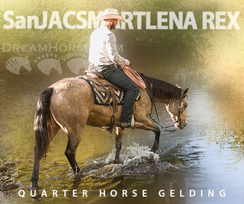 Horse ID: 2303723 SanJACSMARTLENA REX