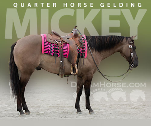 Horse ID: 2303725 Watch Video! Grulla Gelding