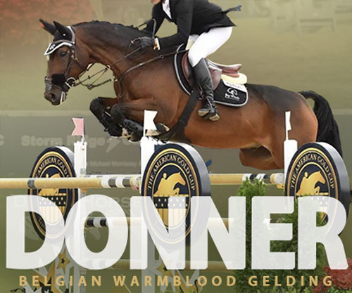 Horse ID: 2303732 Donner