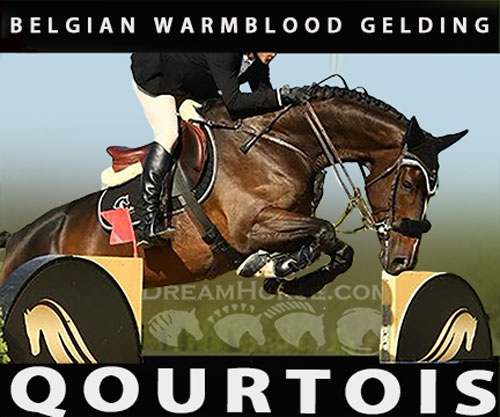 Horse ID: 2303733 Qourtois