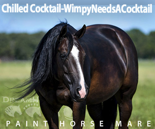 Horse ID: 2303760 Chilled Cocktail-WimpyNeedsACocktail
