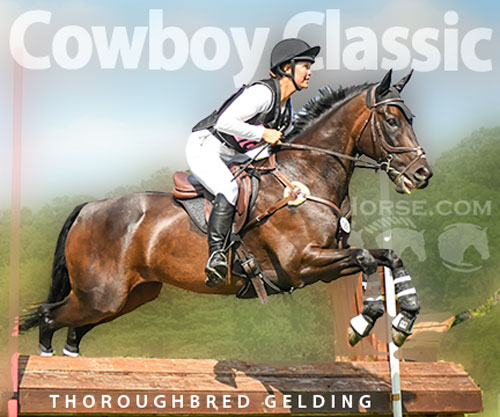 Horse ID: 2303772 Cowboy Classic