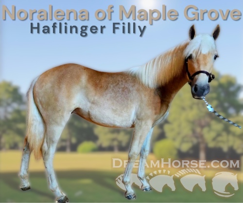 Horse ID: 2303796 Noralena of Maple Grove