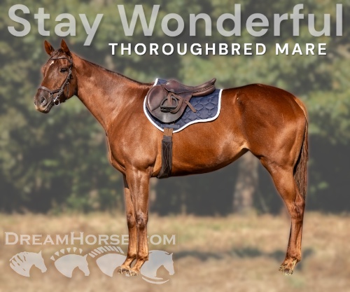 Horse ID: 2303816 Stay Wonderful