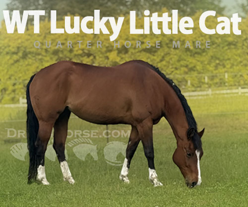 Horse ID: 2303947 WT Lucky Little Cat