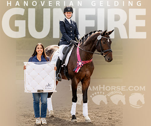 Horse ID: 2304003 Gunfire