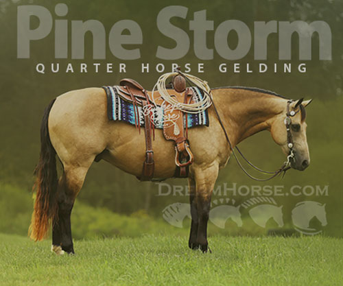 Horse ID: 2304017 Pine Storm