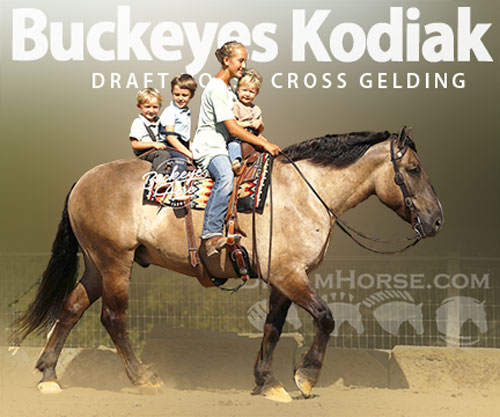 Horse ID: 2304018 Buckeyes Kodiak