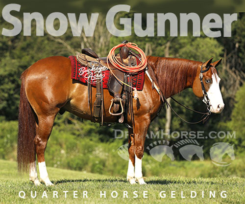 Horse ID: 2304022 Snow Gunner