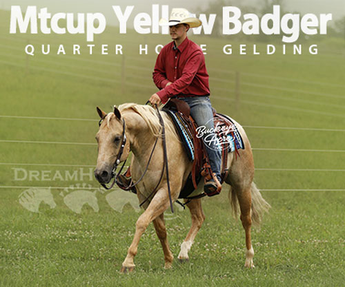 Horse ID: 2304023 Mtcup Yellow Badger