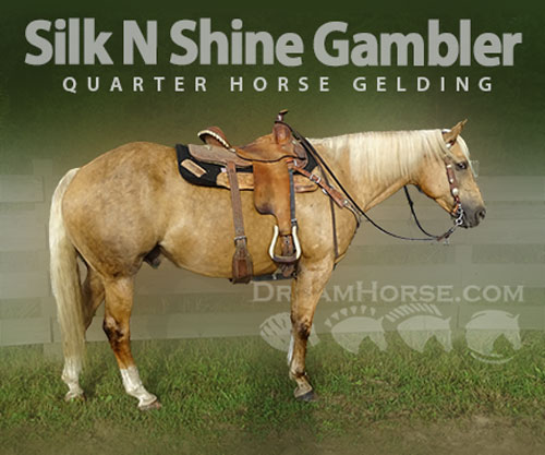 Horse ID: 2304078 Silk N Shine Gambler