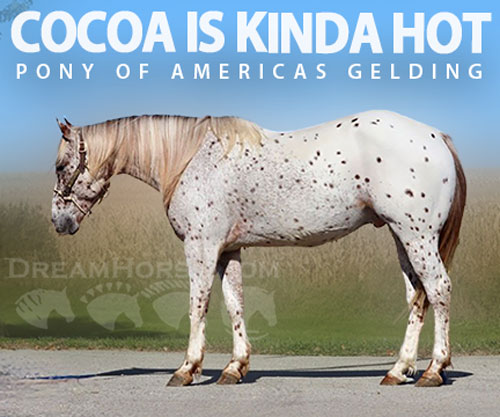 Horse ID: 2304107 COCOA IS KINDA HOT