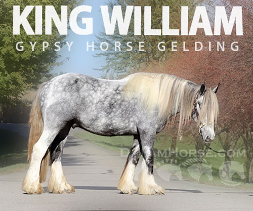 Horse ID: 2304109 RUTLIN CRANBERRY RANCH KING WILLIAM