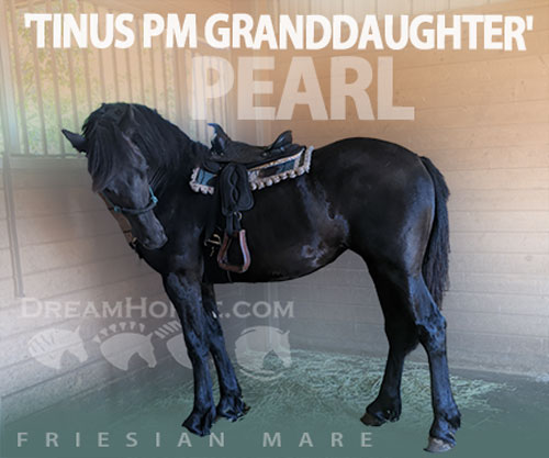 Horse ID: 2304110 PEARL Granddaughter of Dressage Champion TINUS PM