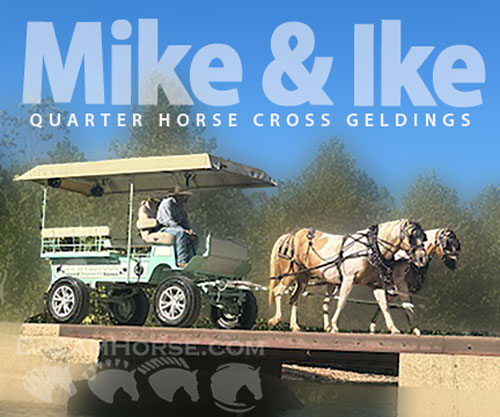 Horse ID: 2304111 MIke & Ike