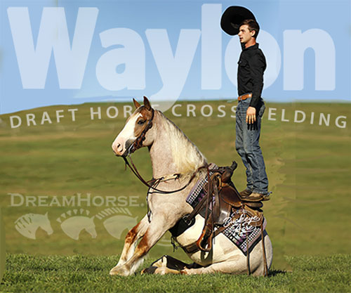 Horse ID: 2304201 Waylon