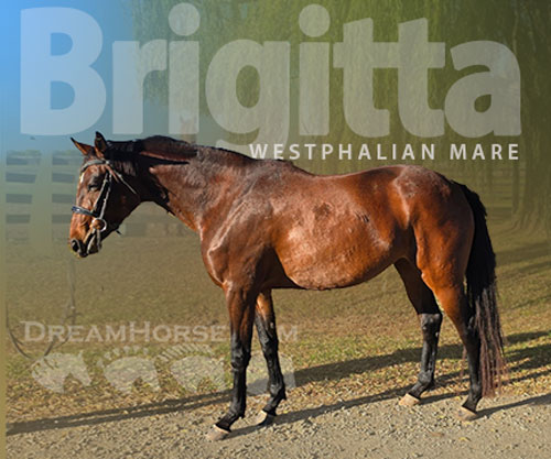 Horse ID: 2304260 Brigitta
